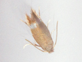 Stigmella hybnerella